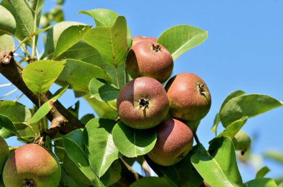 ¿Hay alguna diferencia entre abonos y fertilizantes?