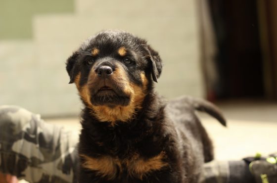 Protege a tu mascota de los riesgos con una aseguradora