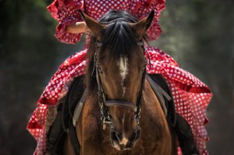 5 accesorios indispensables para montar a caballo