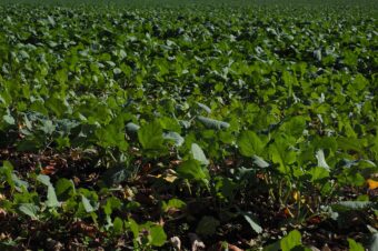 Todo sobre el abono orgánico ecológico