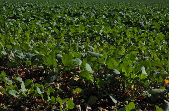 Todo sobre el abono orgánico ecológico