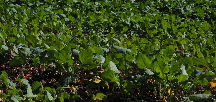 Todo sobre el abono orgánico ecológico