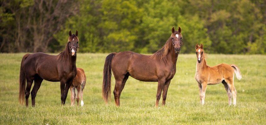 Guía completa sobre la alimentación para caballos