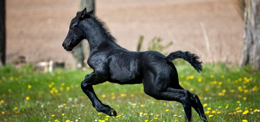 Guía completa de nutrición equina para el bienestar y rendimiento