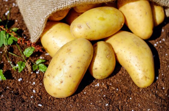 Un mejor cultivo con abono ecológico