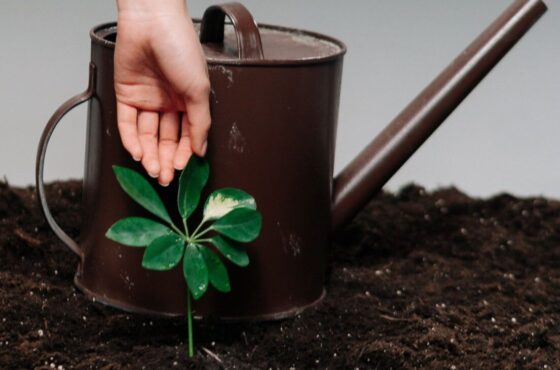 Beneficios de utilizar abono orgánico ecológico