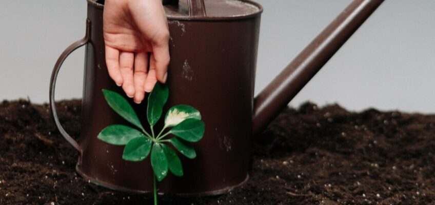 Beneficios de utilizar abono orgánico ecológico