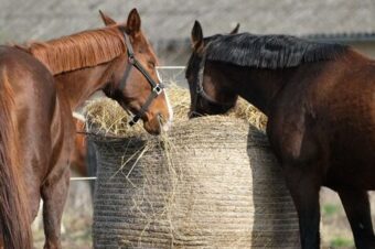 Beneficios en la salud con los suplementos para caballos