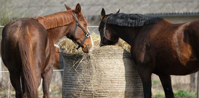 Beneficios en la salud con los suplementos para caballos