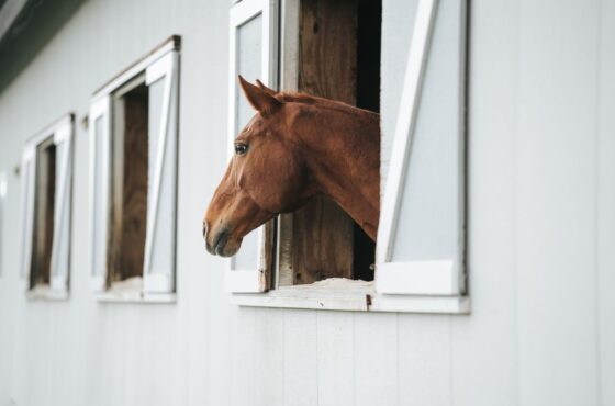 Suplementos para caballos y bienestar nutricional